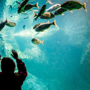 aquarium Trégastel
