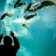 aquarium Trégastel